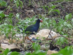 Porphyrio alleni