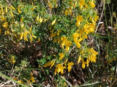 Cytisus emeriflorus
