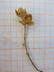 Helianthemum ledifolium