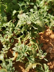 Stemodiopsis kamundii