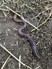 Aporrectodea trapezoides