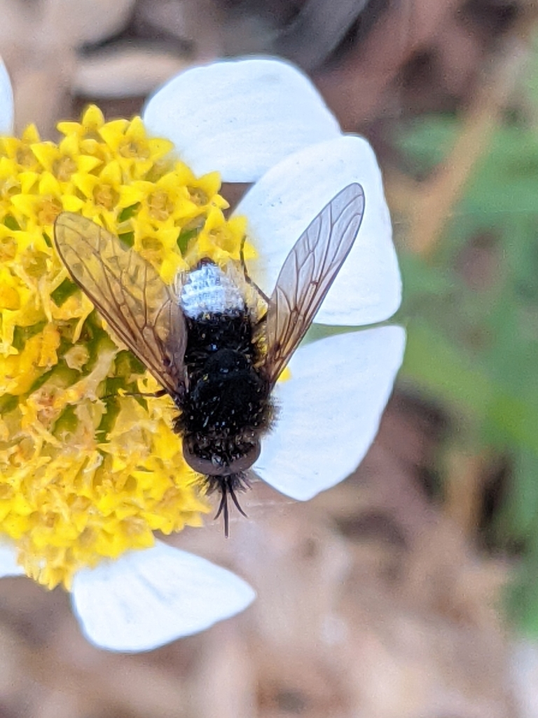 Bombylisoma melanocephalum