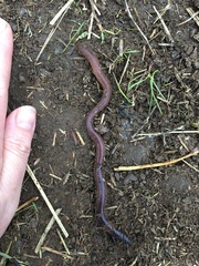 Aporrectodea trapezoides