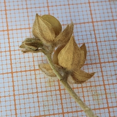 Helianthemum ledifolium