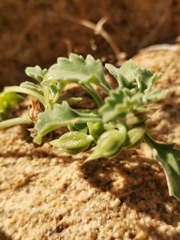 Stemodiopsis kamundii