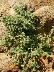 Stemodiopsis kamundii