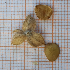 Helianthemum ledifolium