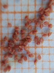 Helianthemum ledifolium