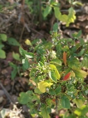 Anisotes rogersii