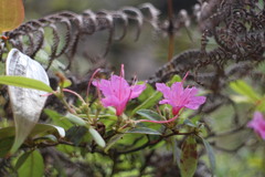 Rhododendron breviperulatum