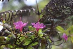 Rhododendron breviperulatum