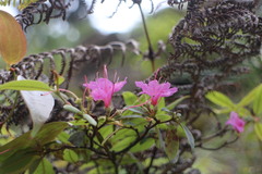 Rhododendron breviperulatum