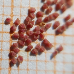 Helianthemum ledifolium