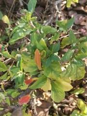 Anisotes rogersii