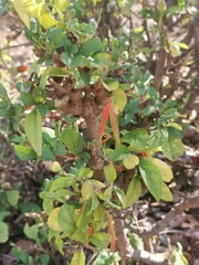 Anisotes rogersii