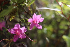 Rhododendron breviperulatum