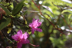 Rhododendron breviperulatum