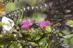Rhododendron breviperulatum