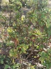 Anisotes rogersii