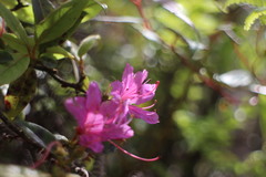 Rhododendron breviperulatum