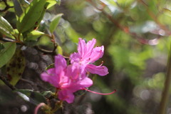 Rhododendron breviperulatum