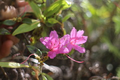 Rhododendron breviperulatum