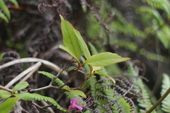 Rhododendron breviperulatum