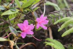Rhododendron breviperulatum