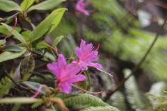 Rhododendron breviperulatum