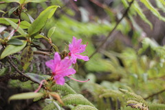 Rhododendron breviperulatum
