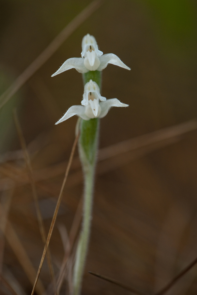 Goodyera schlechtendaliana
