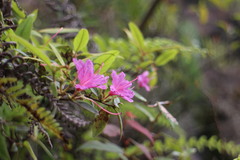 Rhododendron breviperulatum