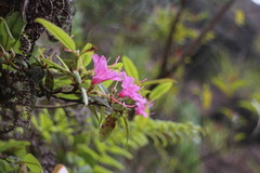 Rhododendron breviperulatum