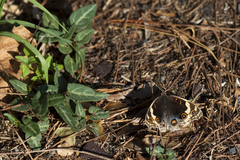 Junonia orithya orithya