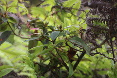 Rhododendron breviperulatum