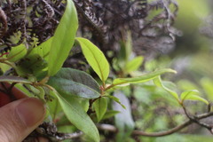 Rhododendron breviperulatum