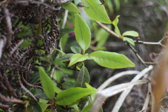 Rhododendron breviperulatum