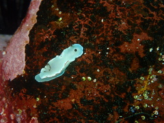 Glossodoris angasi