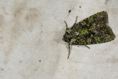 Euplexidia pallidivirens