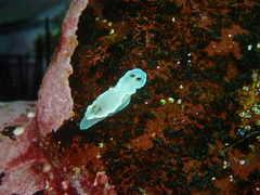 Glossodoris angasi