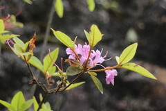 Rhododendron breviperulatum