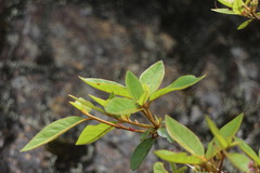 Rhododendron breviperulatum