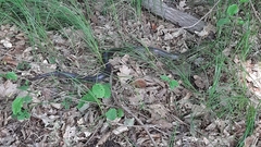 Zamenis longissimus
