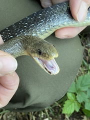 Zamenis longissimus
