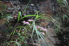 Rhododendron breviperulatum
