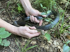 Zamenis longissimus