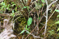 Platanthera brevicalcarata