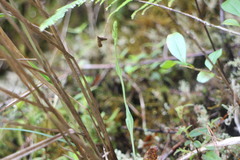 Platanthera brevicalcarata