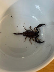 Euscorpius italicus