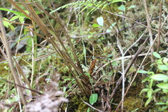Platanthera brevicalcarata